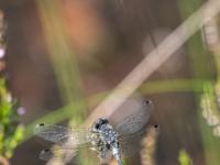 Östliche Moosjungfer Libelle Männchen